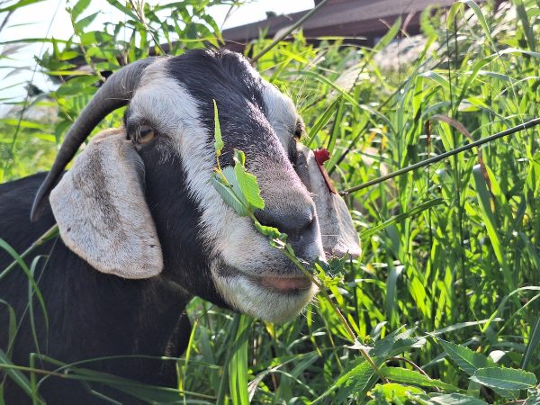 Pepe, one of ScapeGoats’ many goats, grazes behind Menomonie Public Library.