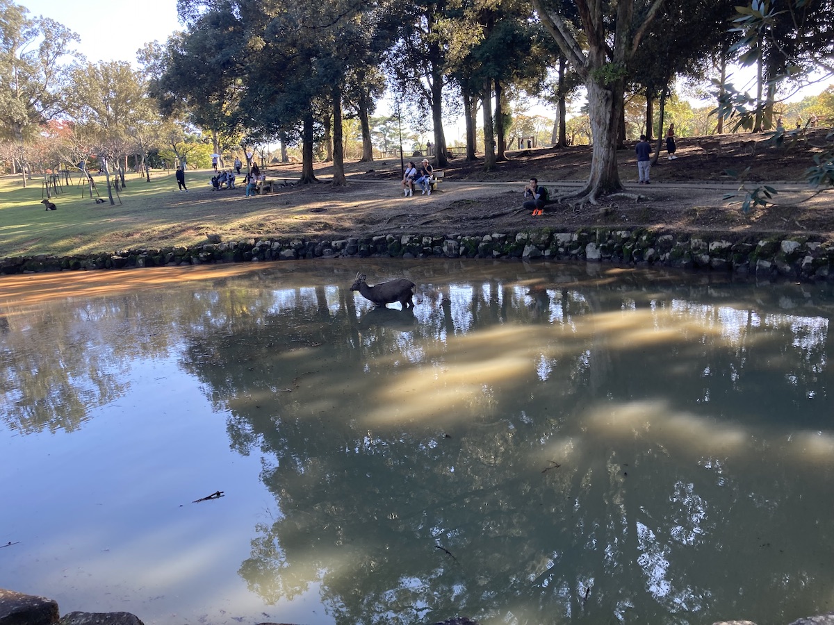 One of Nara’s whimsical deer stands in a lake before taking a drink.