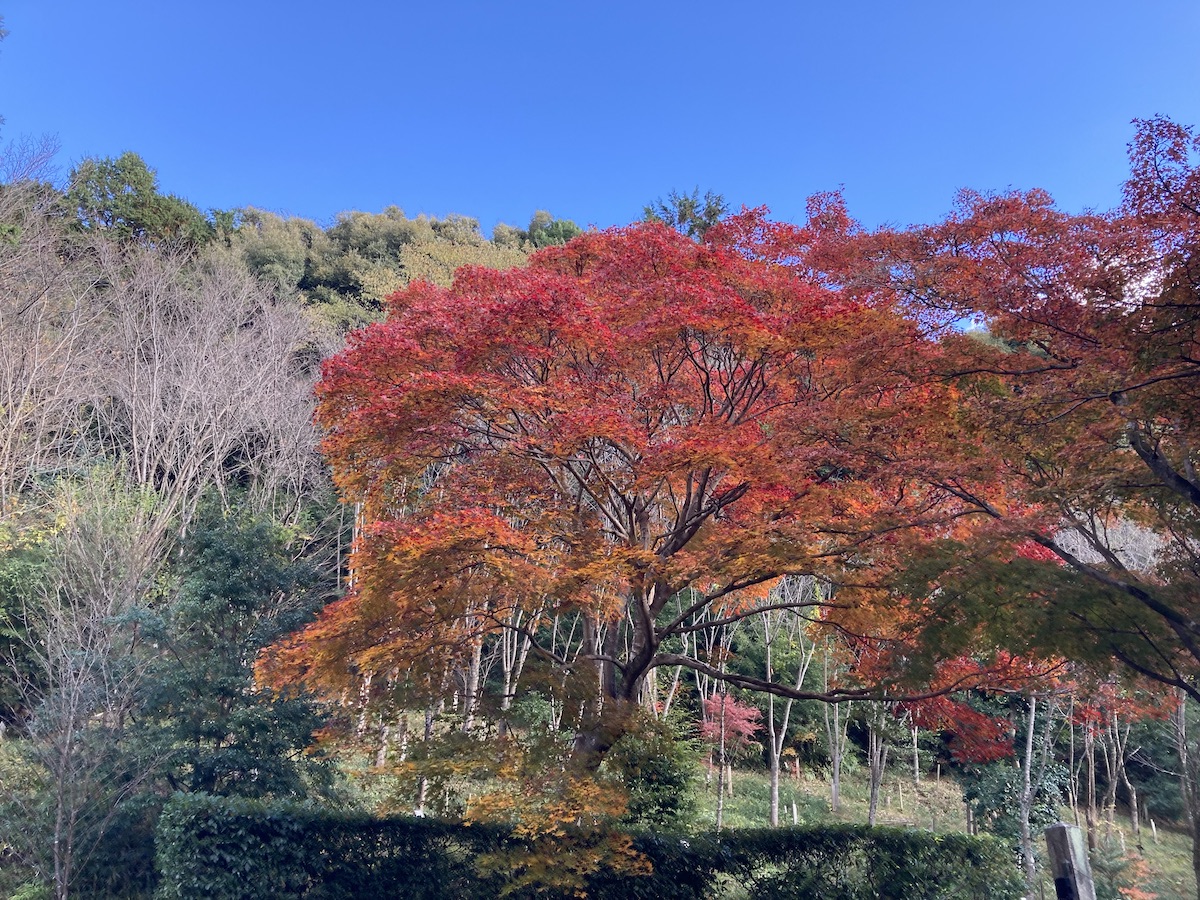 This tree near the Kiyo-mizu Dera Temple reflects the fast-approaching fall season and eventual end of my study abroad program.